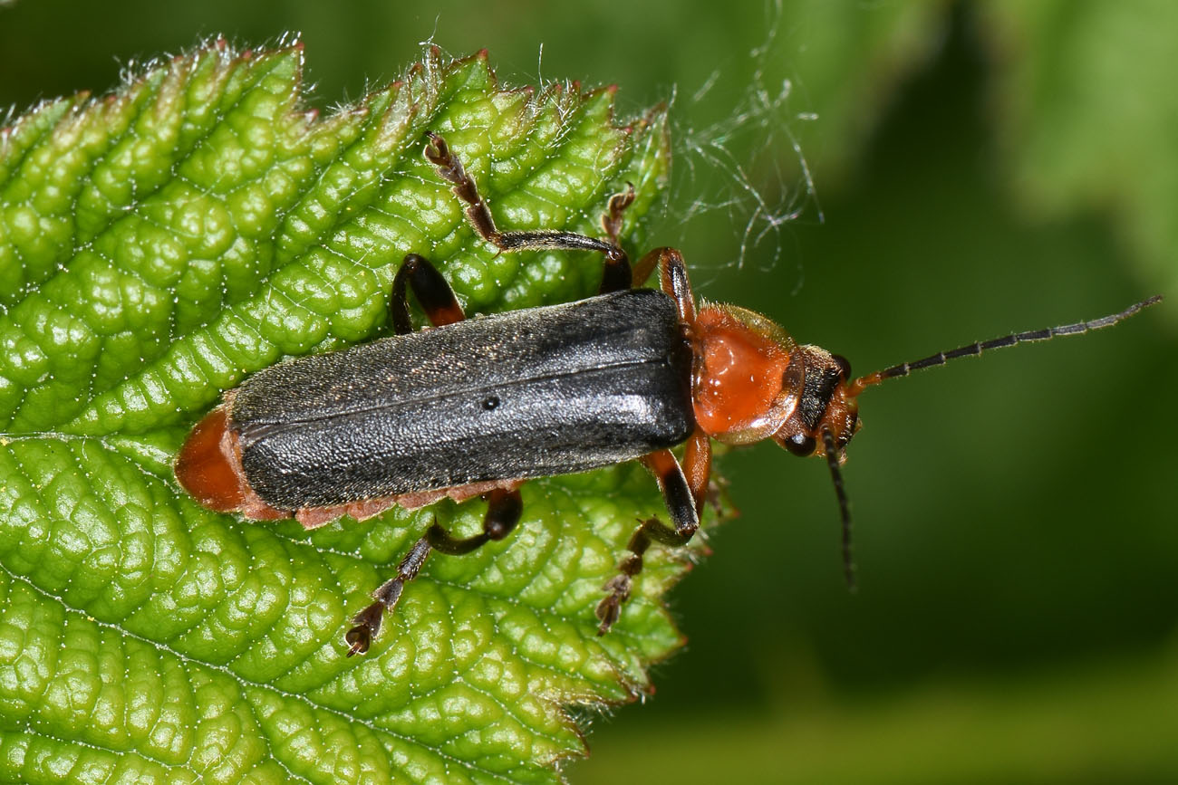 Cantharidae: Cantharis livida